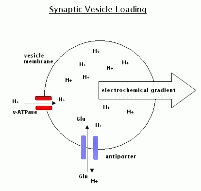 Synaptic Vesicle Loading